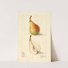 Pyrus communis: Giffard by Elsie E. Lower