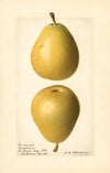 Pyrus communis: Groveland