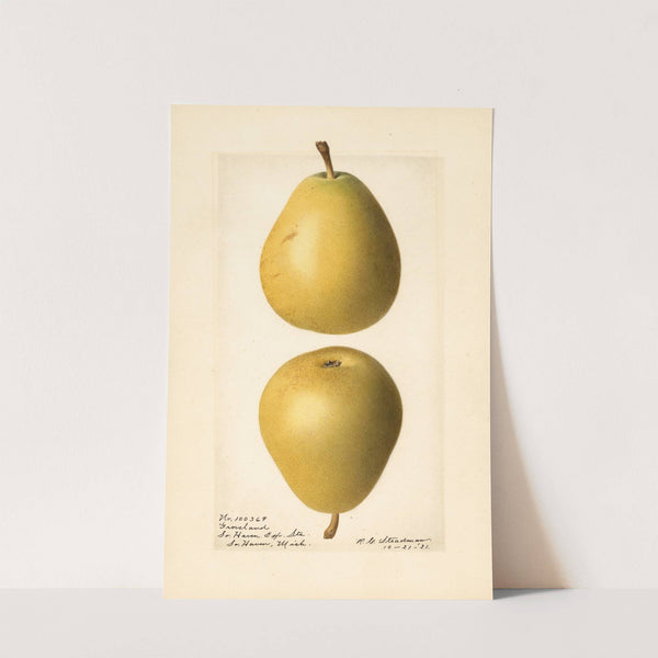 Pyrus communis: Groveland by Royal Charles Steadman