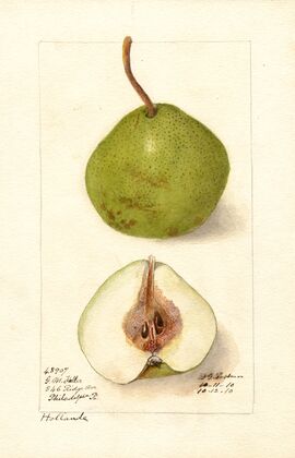 Pyrus communis: Holland