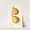 Pyrus communis: Howell by Ellen Isham Schutt
