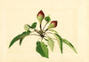 Pyrus communis