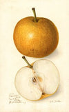 Pyrus communis: Japan Golden Russet