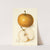 Pyrus communis: Japan Golden Russet by Amanda Almira Newton