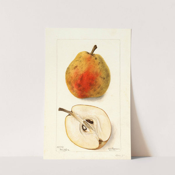 Pyrus communis: Kieffer by Deborah Griscom Passmore