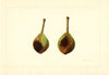 Pyrus communis: Kieffer
