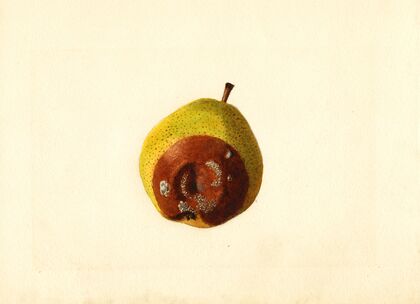 Pyrus communis: Kieffer