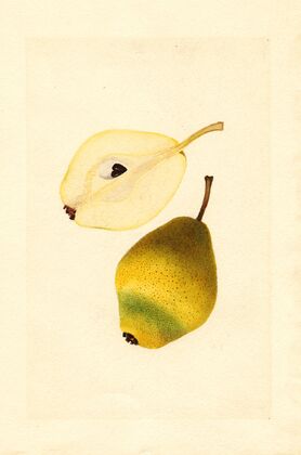 Pyrus communis: Kieffer