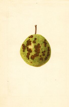 Pyrus communis: Kieffer