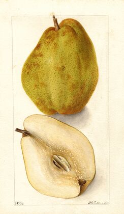 Pyrus communis: Kieffer