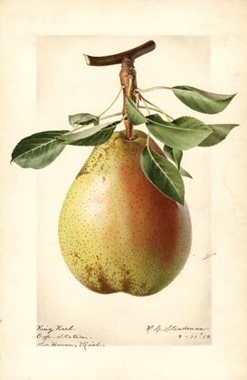 Pyrus communis: King Karl