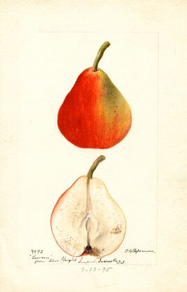 Pyrus communis: Lawson