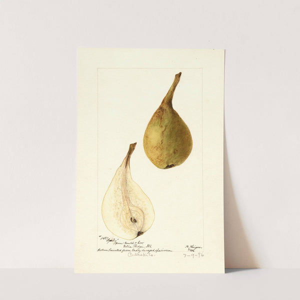 Pyrus communis: Lyerly by Bertha Heiges