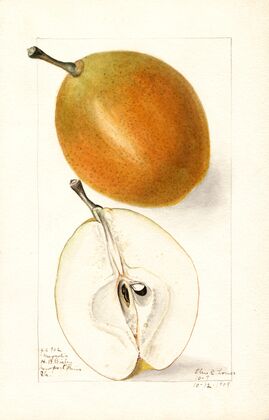 Pyrus communis: Magnolia