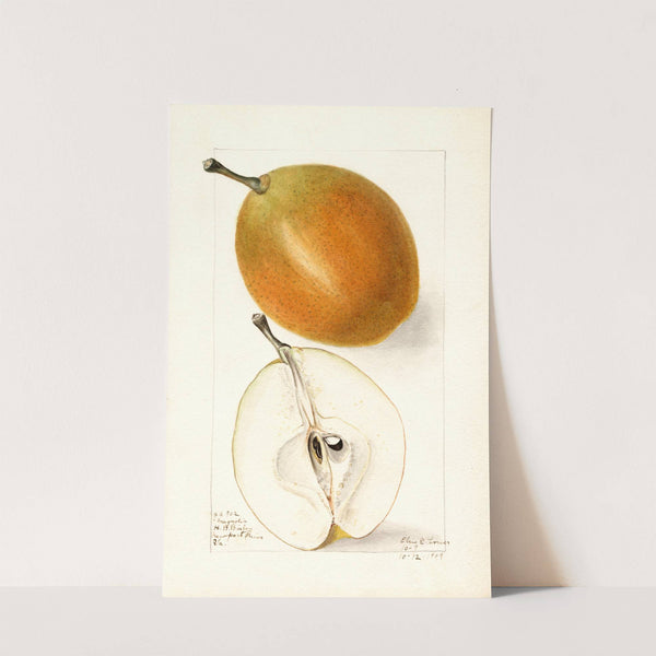 Pyrus communis: Magnolia by Elsie E. Lower