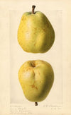 Pyrus communis: Nuns Thigh