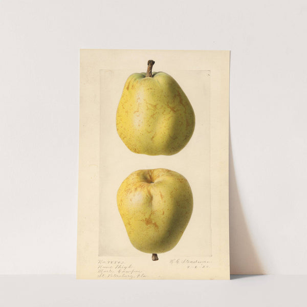 Pyrus communis: Nuns Thigh by Royal Charles Steadman