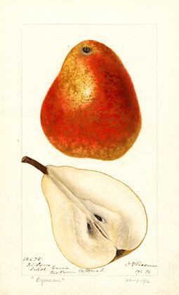 Pyrus communis: Ogerean