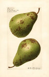 Pyrus communis: P