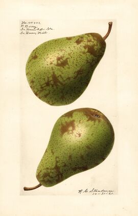 Pyrus communis: P