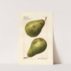 Pyrus communis: P by Royal Charles Steadman