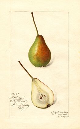 Pyrus communis: Rostiezer