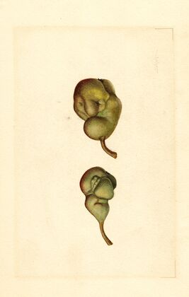 Pyrus communis: Seckel