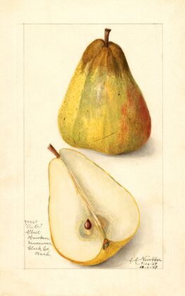 Pyrus communis: Souvenir du Congress