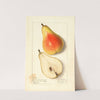 Pyrus communis: Souvenir du Congress by Ellen Isham Schutt