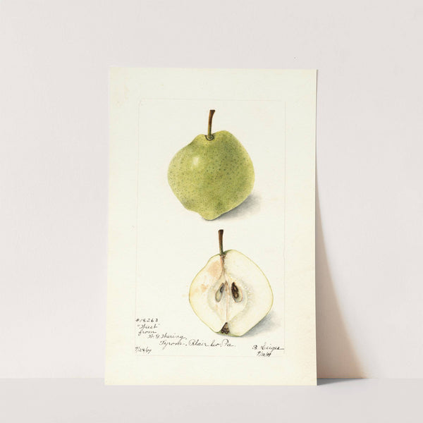 Pyrus communis: Wiest by Bertha Heiges