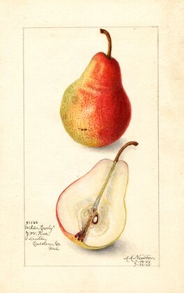 Pyrus communis: Wilder Early