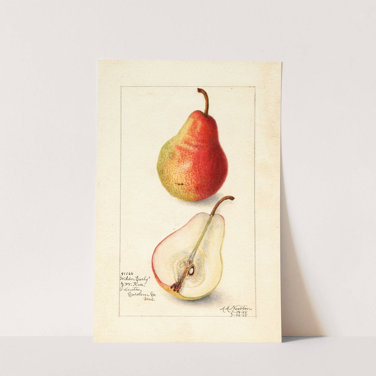 Pyrus communis: Wilder Early by Amanda Almira Newton