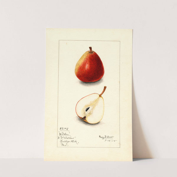 Pyrus communis: Wilder by Mary Daisy Arnold