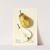 Pyrus communis: Winter Bartlett by Ellen Isham Schutt