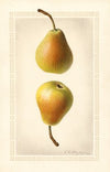 Pyrus communis: Worden Seckel