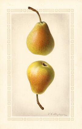 Pyrus communis: Worden Seckel