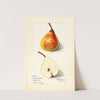 Pyrus communis: Worden Seckel by Mary Daisy Arnold