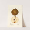 Pyrus pyrifolia by Mary Daisy Arnold