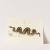Python Natalensis by Sir Andrew Smith