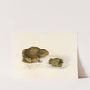Pyxicephalus Adspersus (Adult, Young) by Sir Andrew Smith
