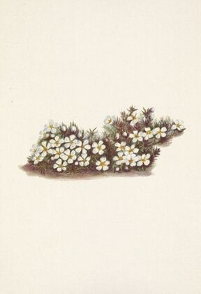Pyxie. Pyxidanthera barbulata (1925)