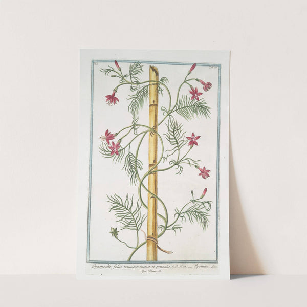 Quamoclit, foliis tenuiter incisis, et pinnatis - Ipomæa.(cypress vine, cardinal climber, star glory) by Giorgio Bonelli