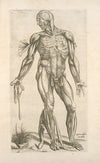 Quarta musculorum tabula. [Shows the muscles with fingers pointing down]