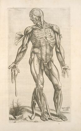Quarta musculorum tabula. [Shows the muscles with fingers pointing down]