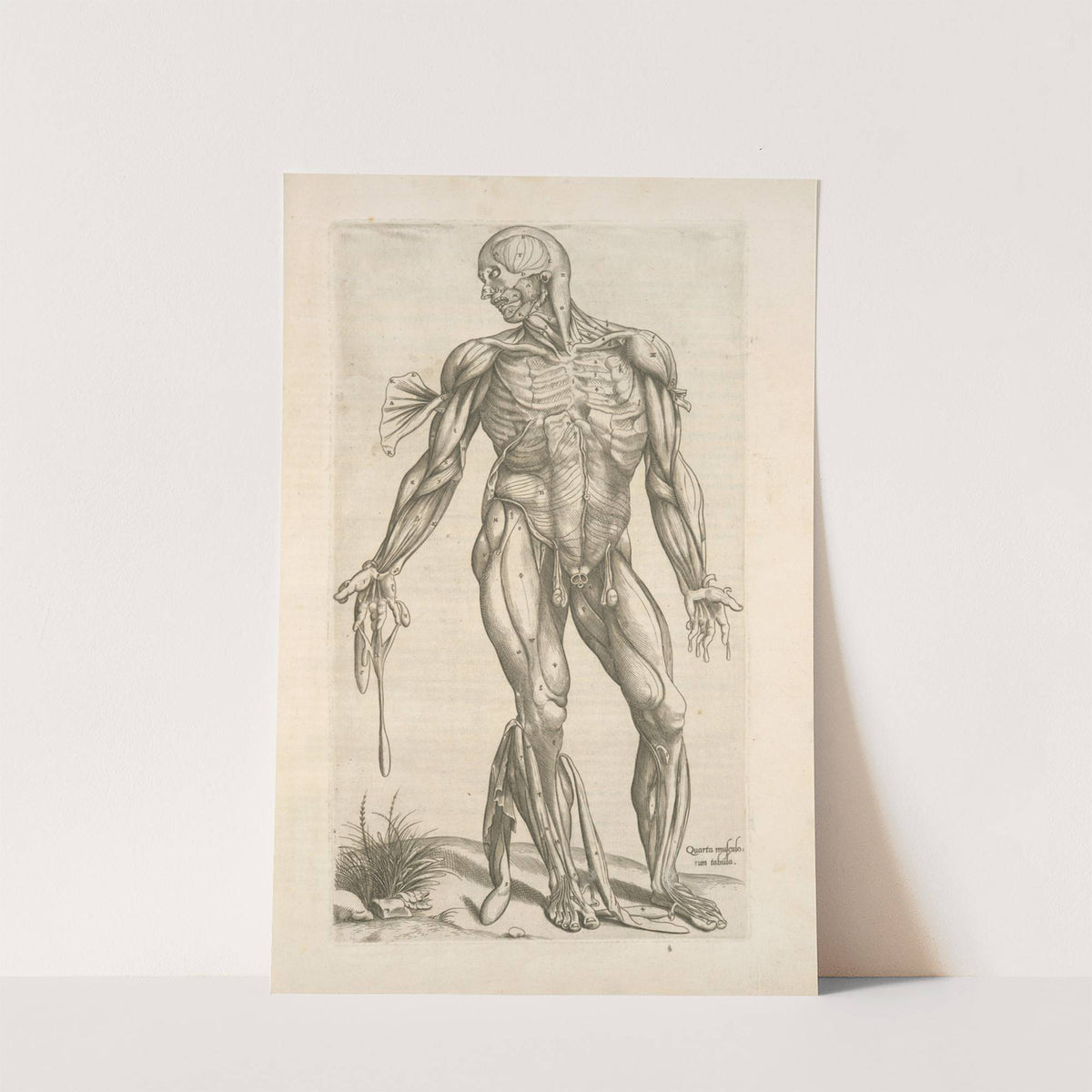 Quarta musculorum tabula. [Shows the muscles with fingers pointing down] (1545) by Thomas Geminus