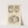 Quarta pagina figurarum capitalium [12 illustrations of the brain] (1545) by Thomas Geminus