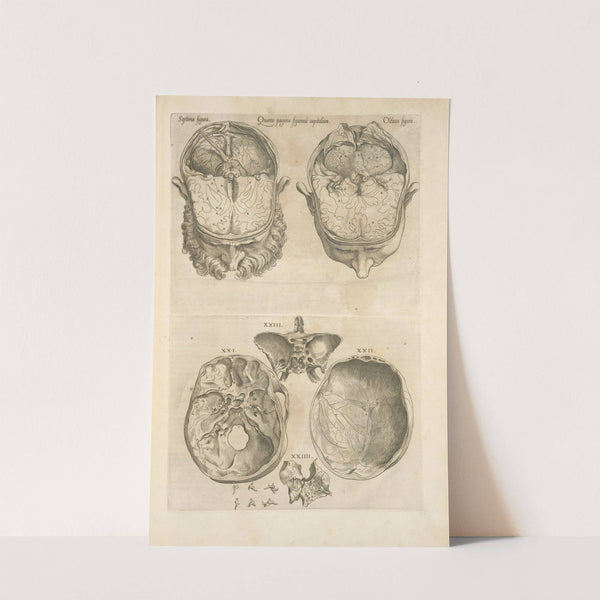 Quarta pagina figurarum capitalium [12 illustrations of the brain] (1545) by Thomas Geminus