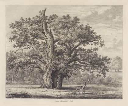 Queen Elizabeth’s Oak
