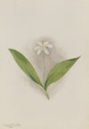 Whippoorwill Flower (Trillium H.) (1937)