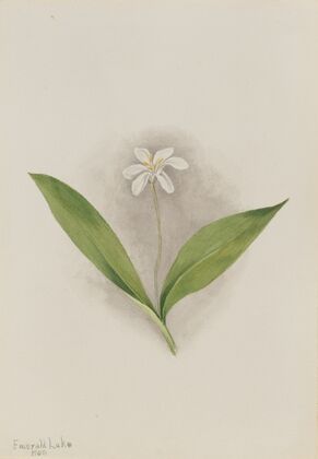 Whippoorwill Flower (Trillium H.) (1937)
